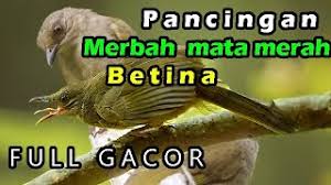 Maybe you would like to learn more about one of these? Free Burung Merbah Belukar Jantan Dan Betina Watch Online Khatrimaza