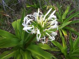 Image result for Crinum paludosum