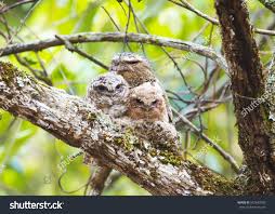 Amazing Bird Hodgsons Frogmouth Batrachostomus Hodgsoni Stock Photo  537643789 | Shutterstock