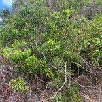 Image result for Maranthes