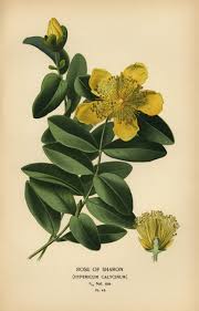 Image result for Hypericum quartinianum