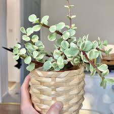 Image result for Cordia afra