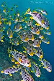 Jw 4772 Beautiful Sea Creatures Ocean Creatures Sea And Ocean