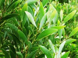 Image result for Acacia melanoxylon