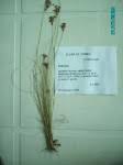 Image result for Ascolepis erythrocephala