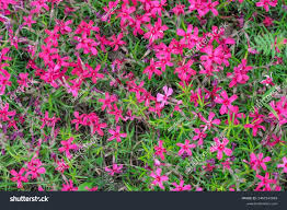 Image result for Polemoniaceae