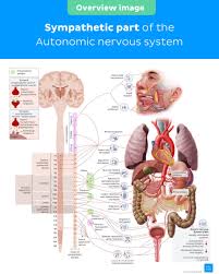 Image result for Sympathetic Nervous System