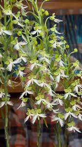 Image result for Habenaria mosambicensis