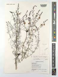 Image result for Sopubia angolensis