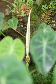 Image result for Remusatia