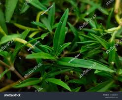 Image result for Oldenlandia