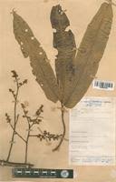 Image result for Pycnanthus