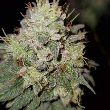 Black dog packages their phytomax led grow lights with the industry's best warranty. Phytomax 2 600 By Black Dog Led Grow Lamp Lighting Information Growdiaries