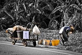 吳孟諭 嘉義青菜 青拉 baby strollers stroller olds