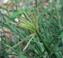 Image result for Chloris pilosa