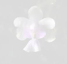 Image result for Bonatea pulchella