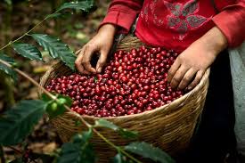 Pin On My Coffee World Producer Cupper Geek