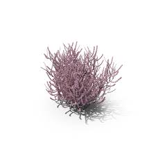 We'd planted milkweed, which the monarchs love, along with sweet almond bush (yummy fragrance) and other pollinator enticing flowers and shrubs, but the mature ligustrum trees were already here. Flowering Almond Bush Png Images Psds For Download Pixelsquid S11151386d