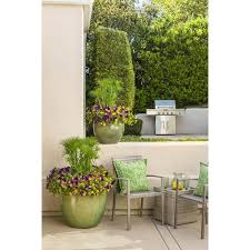 Image result for Pycreus elegantulus