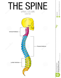 spine diagram chart catalogue of schemas