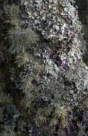 Lichen - Wikipedia