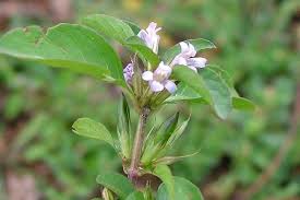 Image result for Dyschoriste radicans