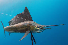 Species Profile Sailfish Pelagic Gear