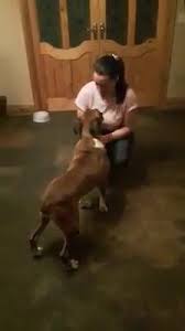 Check spelling or type a new query. Boxers For Adoption In Ireland Home Facebook