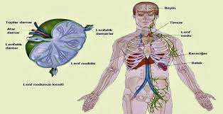 Lenfoma, (lenf kanseri) bağışıklık sisteminin bir parçası olan lenf sisteminde gelişen 70'den fazla kanser türünün genel adıdır. Lenfoma Nedir Lenfoma Kanseri Belirtileri Nelerdir Haber Gezgini Haber Gezgini