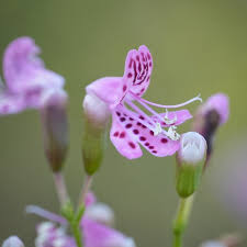 Image result for Lamiaceae