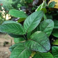 Image result for Pseuderanthemum