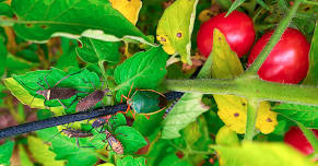 Garden Basics: Is that a good bug or a bad bug on my vegetable plants?