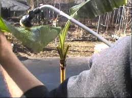 Maybe you would like to learn more about one of these? Spider Mites On A Banana Plant Youtube