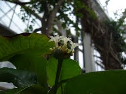 Image result for Psychotria peduncularis