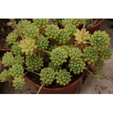 Image result for Monadenium hirsutum