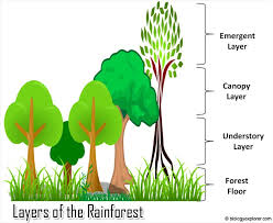 Layers Of The Rainforest Rainforest Animals Biology Explorer