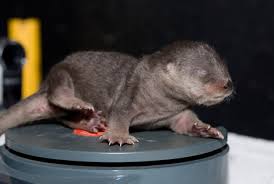 More from rumble up next. Baby Otter Swim Lessons Zooborns