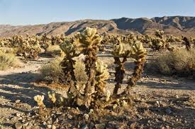 That's yet to catch on, but cacti themselves certainly have. Desert Biome A Definitive Guide To Its Animals And Plants Science Struck