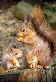 What Do Squirrels Like To Eat Squirrels Feeding Anifa Blog Animals Cute Baby Animals Cute Animals