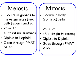 Reduction division mitosis or meiosis. Meiosis Or Reduction Division What Is The Difference Between Mitosis And Meiosis Ppt Download