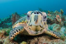 Image result for Sebaea junodii