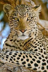 Pin By Lynette Ten Brummeler On Oh Baby Baby Its A Wild World Animals Wild Wild Cats Animals