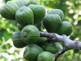 Figuier Archives Jardinage Bio Net