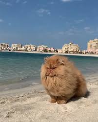 A Lion Sighting At The Beach Video In 2020 Cute Baby Animals Cute Cats Cat Memes