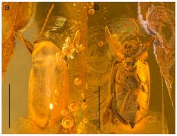 Image result for Ruspolia sp. no. 1 (Biegel 5407)