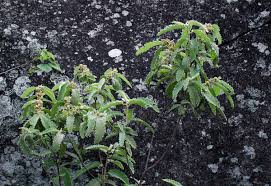 Image result for Corchorus kirkii