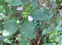 Image result for Justicia petiolaris