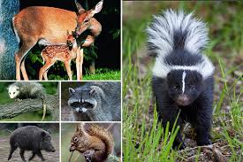 مخلوقات الغابات كما الطواطم الحيوانية