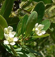 Image result for Falkia oblonga