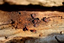 Considerations for starting a pest control business. How To Start A Pest Control Services Business In London Uk Business Blog